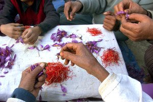 Kashmir saffron farmers experiment with indoor farming amidst climate challenges - Global Banking & Finance Review