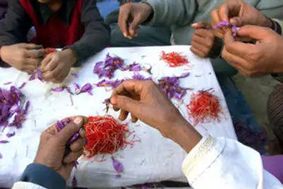 Image for Kashmir's saffron growers experiment with indoor farming as climate pressures mount