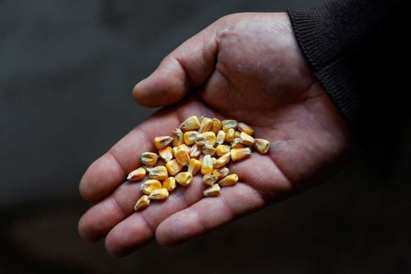 Image for Ukraine looks for ways to get its grain out
