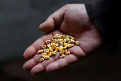 Image for Explainer-U.N. plan to get Ukraine grains out faces hurdles