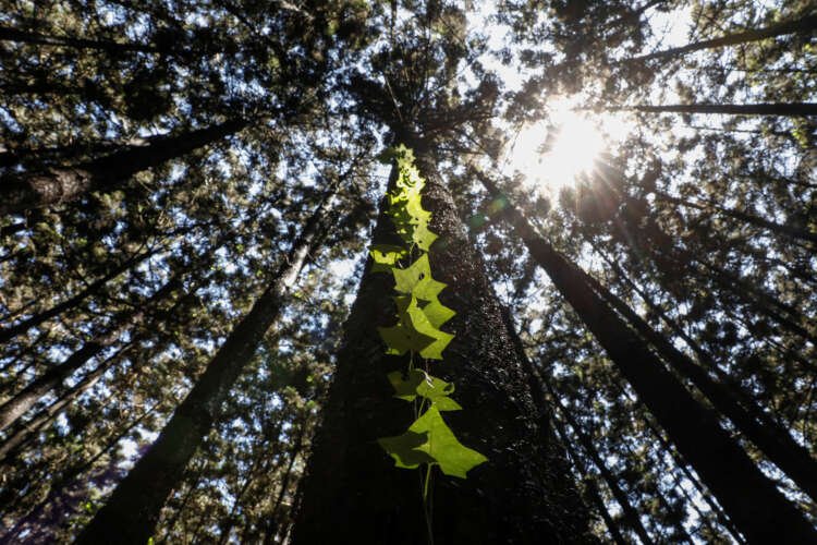 Vine climbing a tree in Karura forest, emphasizing nature's protection - Global Banking & Finance Review