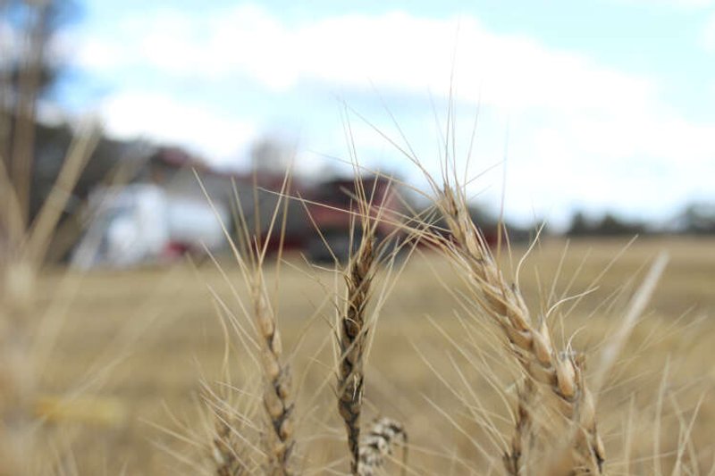 Image for Australia set for 3rd year of bumper wheat harvests, easing world supply woes