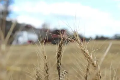 Image for Australia set for 3rd year of bumper wheat harvests, easing world supply woes