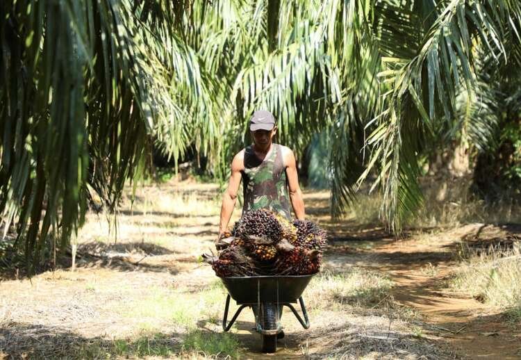 Worker harvesting fresh palm fruit at a plantation amidst EU export ban discussions - Global Banking & Finance Review