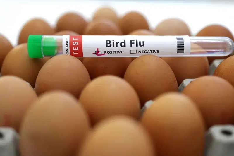 Image for Czech Republic reported bird flu outbreak on farm, WOAH says
