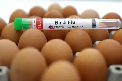 Image for Czech Republic reported bird flu outbreak on farm, WOAH says