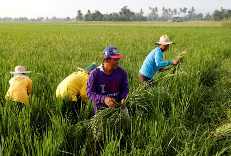 Image for Bayer to introduce its direct-seeded rice system in the Philippines