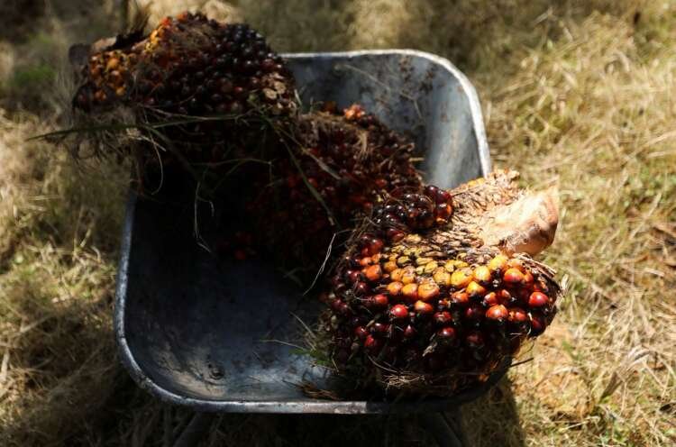 Image for Growing tensions between Asian palm oil producers and the European Union