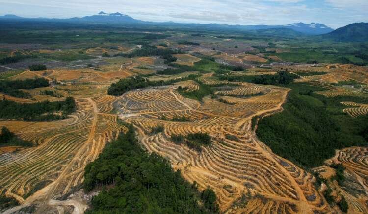 Aerial view of deforested land for palm oil plantations, linked to EU deforestation law - Global Banking & Finance Review