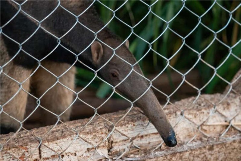 Image for As planet heats, Brazil’s anteaters face rising extinction risk