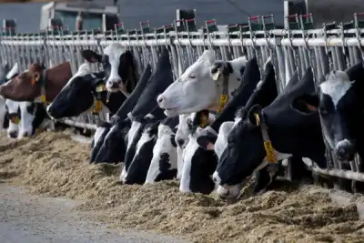 Image for EU strikes deal on huge farm subsidies, ending three years of negotiations