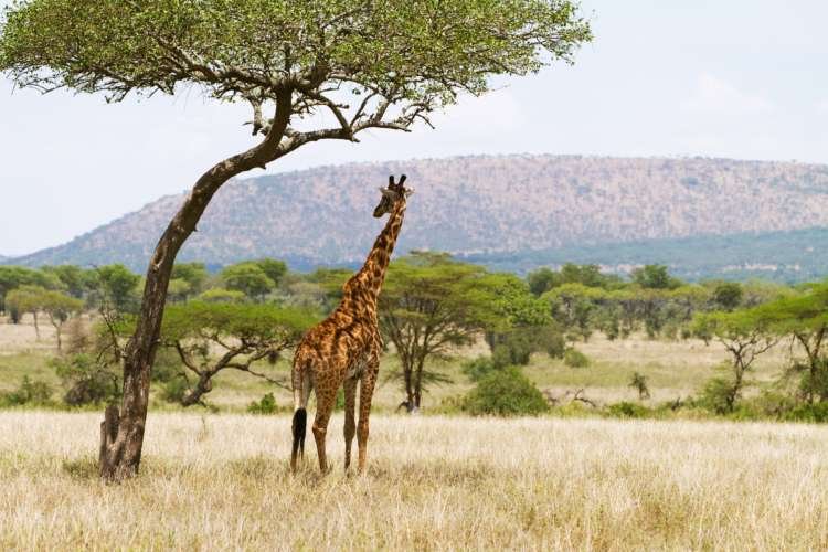 Giraffe resting under a tree in Serengeti, symbolizing growth in Africa's SMEs - Global Banking & Finance Review