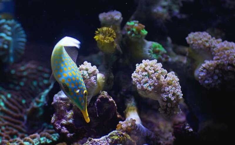 Image for Reinforcing Nature as an Asset