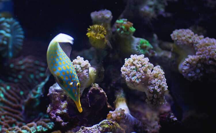 marine-life_fy4DJPtd