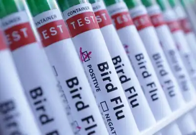 Image for UK detects human case of bird flu