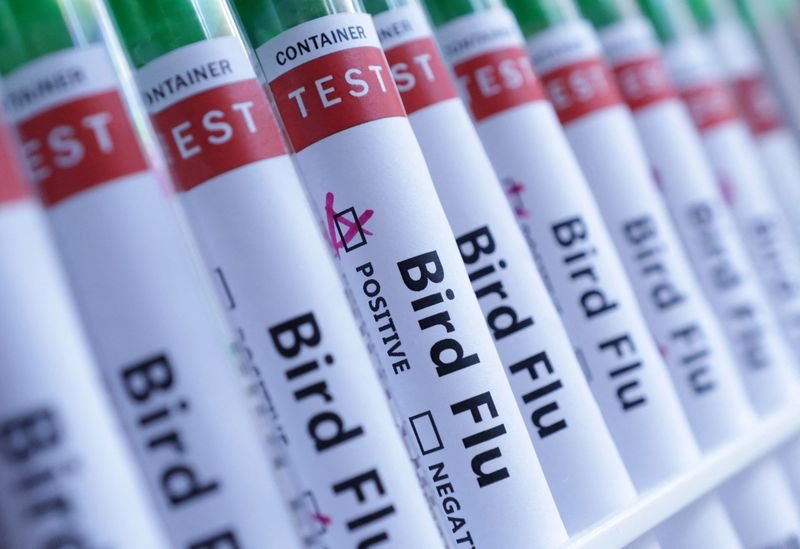 Image for UK detects human case of bird flu