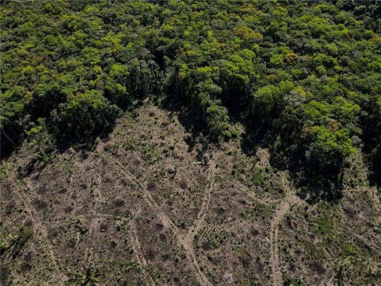 Image for Analysis-At COP27, Brazil bets on Lula to reclaim forest leadership