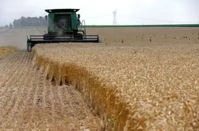 Image for Wheat prices soar on Ukraine fears, but U.S. growers can’t cash in