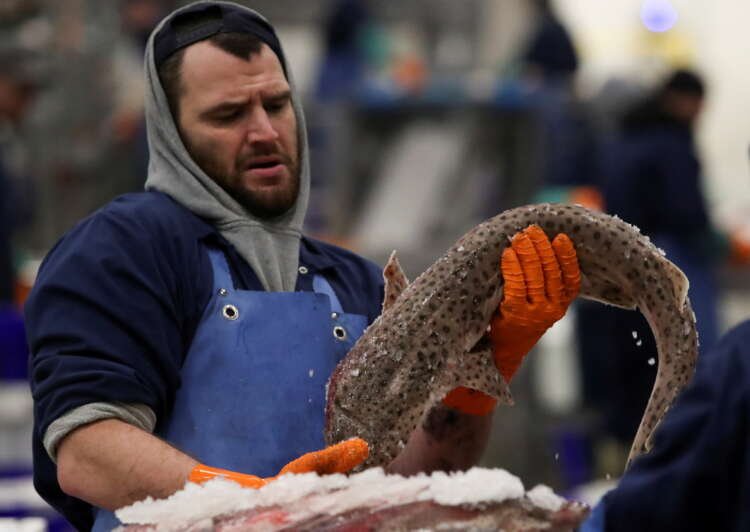 FILE PHOTO: A worker sorts fish at the Belgian Vismijn fish auction market in Ostend