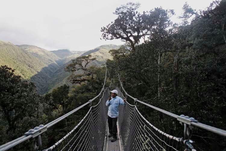 A view of the lush cloud forest canopy in Manu National Park, highlighting nature conservation efforts - Global Banking & Finance Review