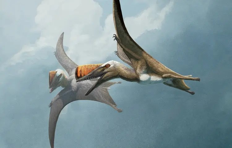 Fossil skeleton of Skiphosoura bavarica, an ancient pterosaur from Bavaria - Global Banking & Finance Review