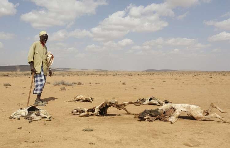 A man examines the carcasses of livestock affected by drought in Somalia - Global Banking & Finance Review