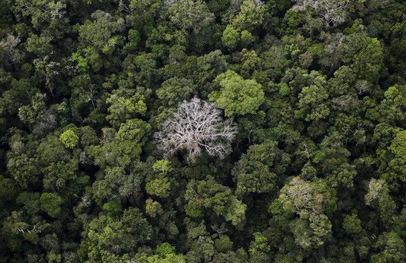 Image for Brazil, France launch $1.1 billion program to protect Amazon rainforest