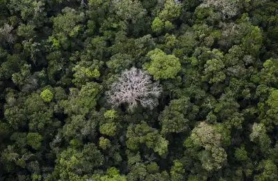 Image for Brazil, France launch $1.1 billion program to protect Amazon rainforest