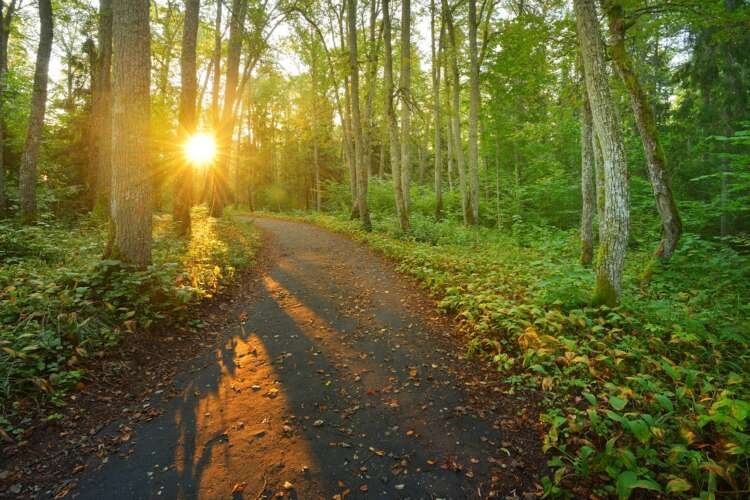 A road in the morning forest. Latvia
