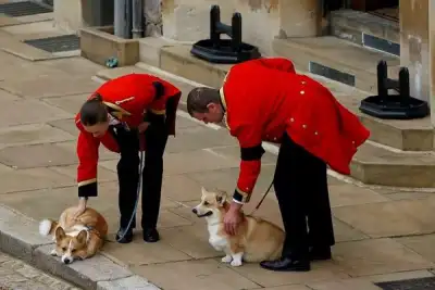 Image for Loyal to the last, queen’s corgis and pony watch her pass