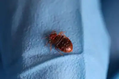 Image for Explainer-Paris freaks out over bedbugs ahead of Olympic Games