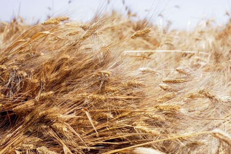 Stalks of wheat are pictured in a field in Al Qalyubia Governorate
