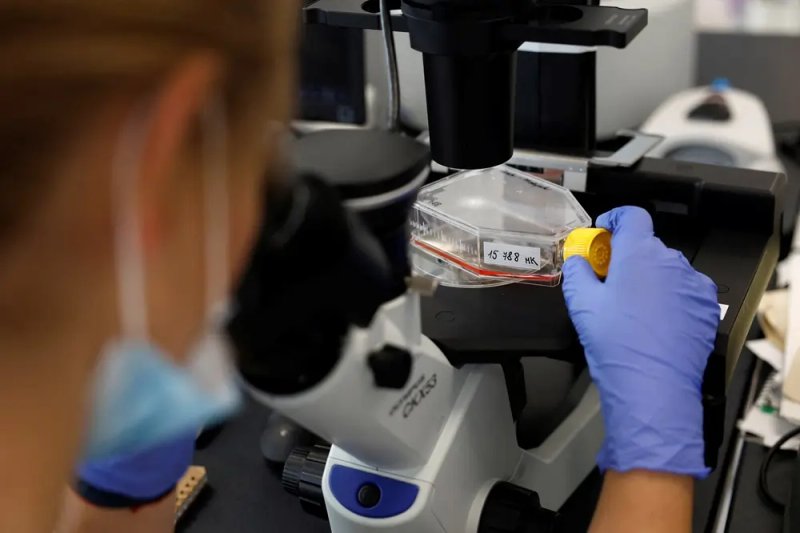 Image for Czech firm Bene Meat gets EU approval for lab-grown meat for pet food