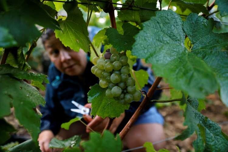 FILE PHOTO: Candles save Grand Cru Chablis as frosts ravage vineyards in Chablis