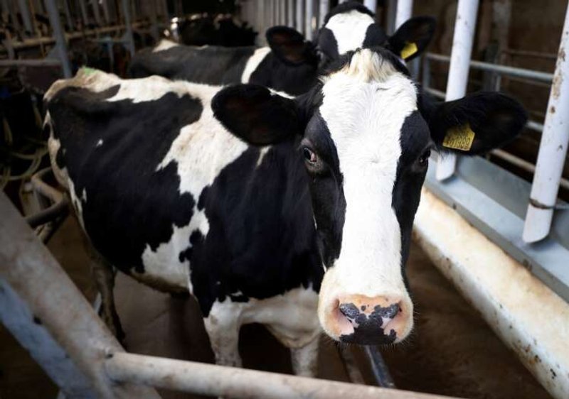 Image for Britain’s Tesco raises price it pays milk suppliers again