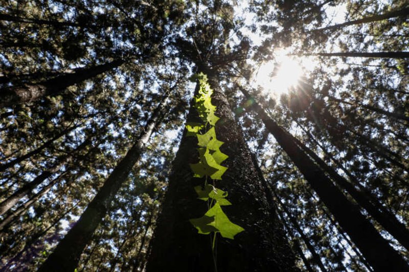 Image for Fund nature protection now or face huge losses, says World Bank