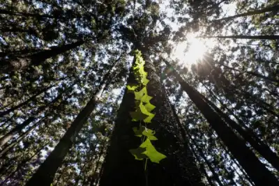 Image for Fund nature protection now or face huge losses, says World Bank