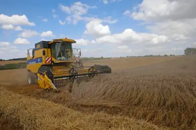 Image for Analysis-French wheat exports slump on poor crop, Algeria spat and Russian rivalry