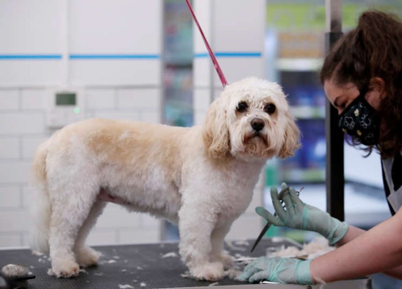 Image for Pets At Home backs annual profit forecast as sales jump on higher pet care demand