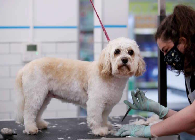 Pets at Home logo representing strong sales growth in pet care services - Global Banking & Finance Review