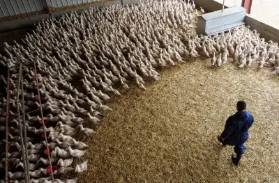 Image for France says bird flu-free after month without outbreaks