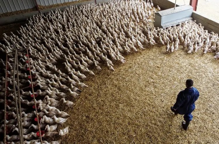 Image for France says bird flu-free after month without outbreaks