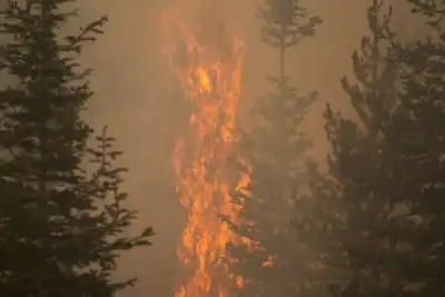 Image for Lightning found to have ignited Oregon’s mammoth Bootleg fire