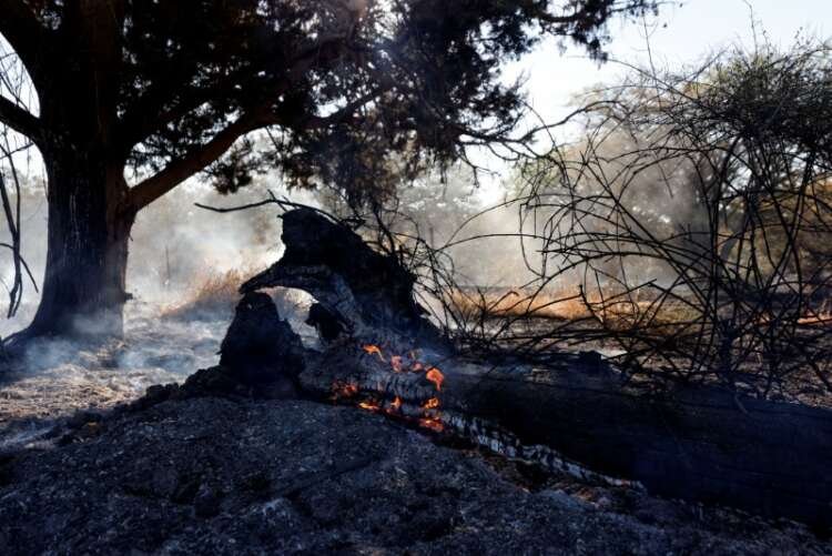 A tree in a field catches fire after Palestinians in Gaza sent incendiary balloons over the border between Gaza and Israel, Near Nir Am