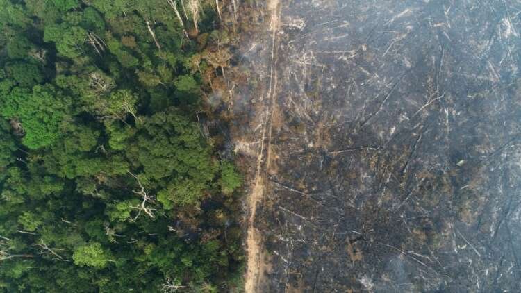 Image for Brazil’s Amazon deforestation surges 67% in May as Bolsonaro pledges fall flat