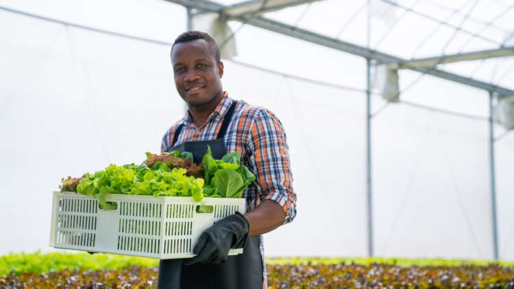 African smallholder farmer harvesting vegetables in greenhouse - Global Banking & Finance Review