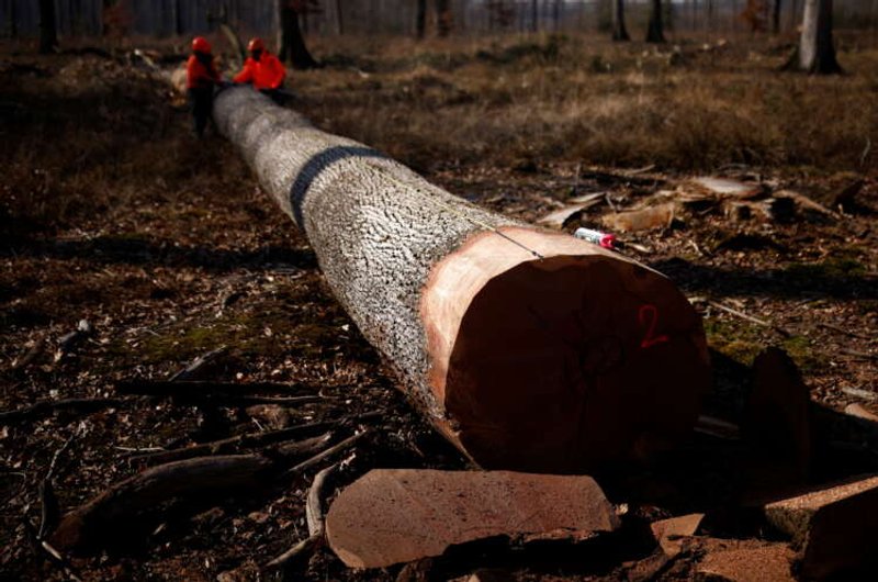 Image for Holy load: Timber for Notre Dame rebuild takes to the road