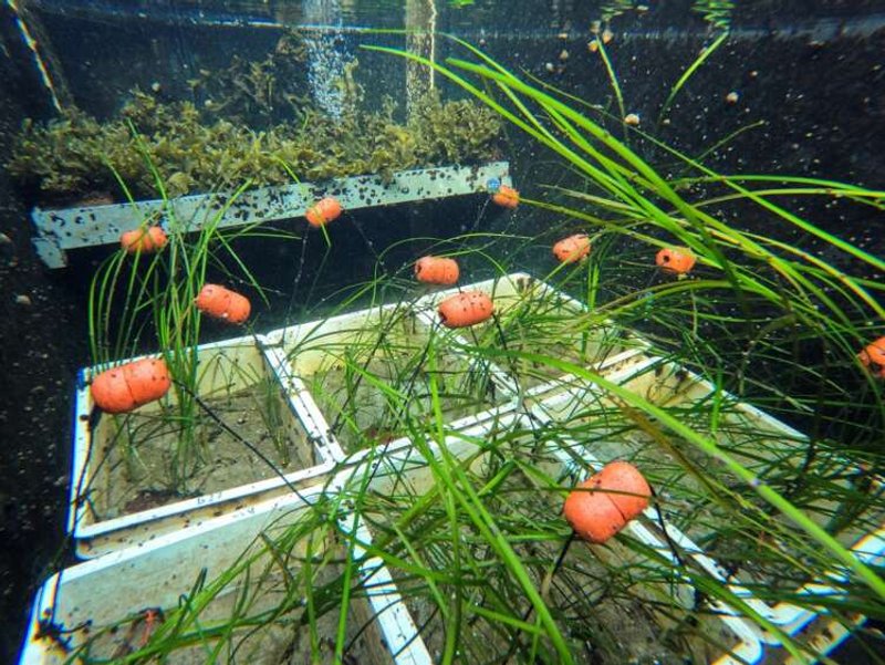 Image for Scientists in Germany turn up heat on seagrass in climate change fight