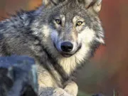 Taming The WOLF: Managing Risk In A Regulatory Environment