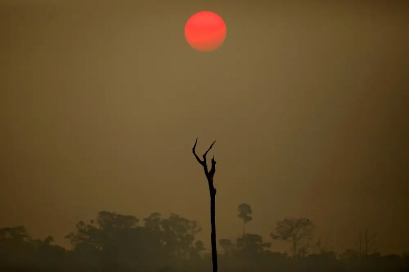 Image for EU delays deforestation ban but discards changes